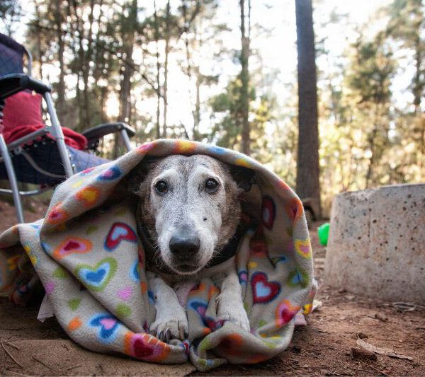 kampeerplek efficient organiseren